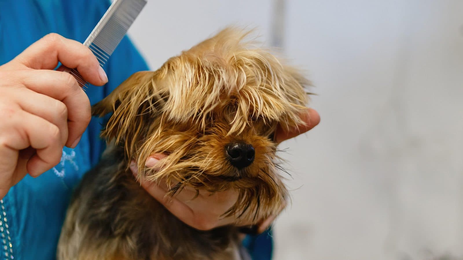 Close-up of a groomer brushing a small long-haired dog in a bright salon