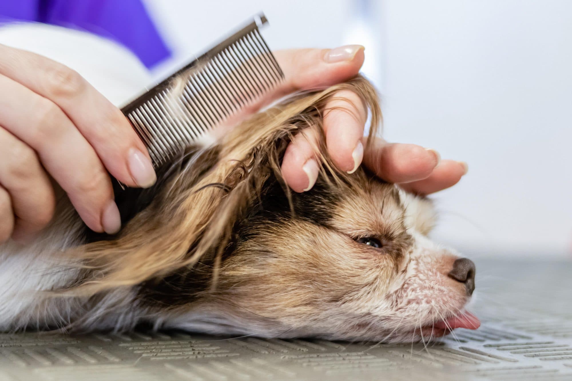 A professional groomer carefully combs a relaxed small dog on a grooming table